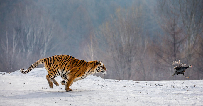 Fototapeta Siberian tigers in a snowy glade catch their prey. Very dynamic shot. China. Harbin. Mudanjiang province. Hengdaohezi park. Siberian Tiger Park. Winter. Hard frost. (Panthera tgris altaica)