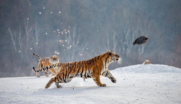 Fototapeta Siberian tigers in a snowy glade catch their prey. Very dynamic shot. China. Harbin. Mudanjiang province. Hengdaohezi park. Siberian Tiger Park. Winter. Hard frost. (Panthera tgris altaica)