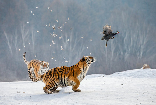 Siberian tigers in a snowy glade catch their prey. Very dynamic shot. China. Harbin. Mudanjiang province. Hengdaohezi park. Siberian Tiger Park. Winter. Hard frost. (Panthera tgris altaica)