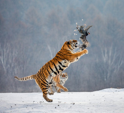 Siberian tiger in a jump catches its prey. Very dynamic shot. China. Harbin. Mudanjiang province. Hengdaohezi park. Siberian Tiger Park. Winter. Hard frost. (Panthera tgris altaica)