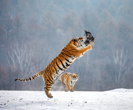 Siberian tiger in a jump catches its prey. Very dynamic shot. China. Harbin. Mudanjiang province. Hengdaohezi park. Siberian Tiger Park. Winter. Hard frost. (Panthera tgris altaica)