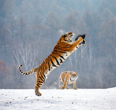 Siberian tiger in a jump catches its prey. Very dynamic shot. China. Harbin. Mudanjiang province. Hengdaohezi park. Siberian Tiger Park. Winter. Hard frost. (Panthera tgris altaica)