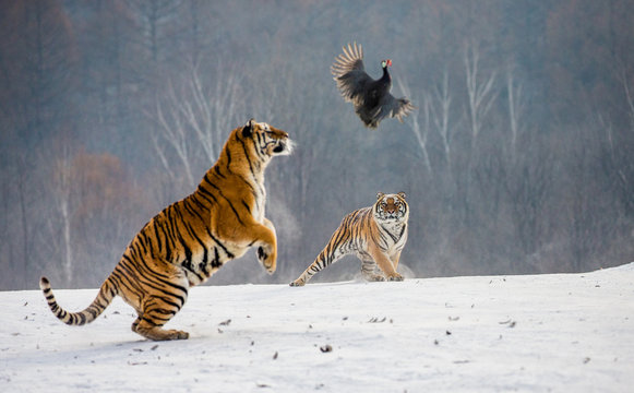 Fototapeta Siberian tiger in a jump catches its prey. Very dynamic shot. China. Harbin. Mudanjiang province. Hengdaohezi park. Siberian Tiger Park. Winter. Hard frost. (Panthera tgris altaica)