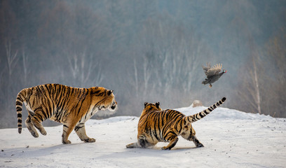 Plakat Siberian tigers in a snowy glade catch their prey. Very dynamic shot. China. Harbin. Mudanjiang province. Hengdaohezi park. Siberian Tiger Park. Winter. Hard frost. (Panthera tgris altaica)