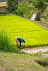 a woman collects rice on the plantation.photo in vertical position