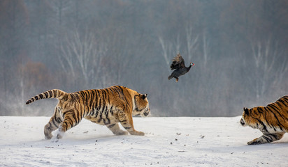 Siberian Tiger running in the snow and catch their prey. Very dynamic photo. China. Harbin....