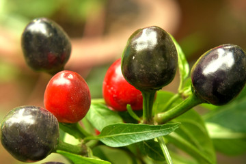 red and black chilli spicy