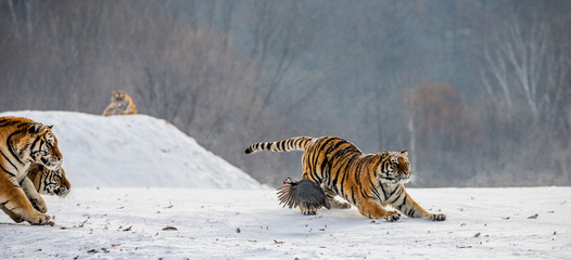 Siberian tigers in a snowy glade catch their prey. Very dynamic shot. China. Harbin. Mudanjiang...