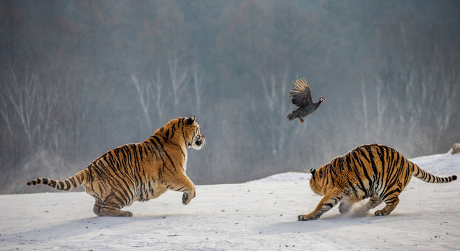 Fototapeta Siberian tigers in a snowy glade catch their prey. Very dynamic shot. China. Harbin. Mudanjiang province. Hengdaohezi park. Siberian Tiger Park. Winter. Hard frost. (Panthera tgris altaica)
