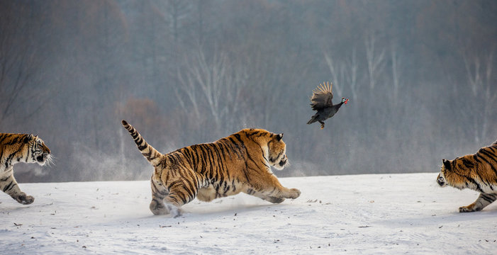 Siberian Tiger running in the snow and catch their prey. Very dynamic photo. China. Harbin. Mudanjiang province. Hengdaohezi park. Siberian Tiger Park. Winter. Hard frost. (Panthera tgris altaica)