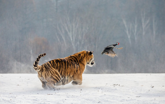 Siberian Tiger running in the snow and catch their prey. Very dynamic photo. China. Harbin. Mudanjiang province. Hengdaohezi park. Siberian Tiger Park. Winter. Hard frost. (Panthera tgris altaica)