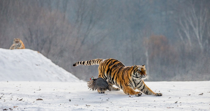 Siberian tigers in a snowy glade catch their prey. Very dynamic shot. China. Harbin. Mudanjiang province. Hengdaohezi park. Siberian Tiger Park. Winter. Hard frost. (Panthera tgris altaica)