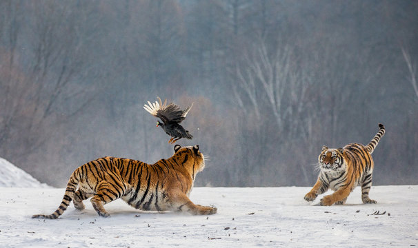 Siberian tigers in a snowy glade catch their prey. Very dynamic shot. China. Harbin. Mudanjiang province. Hengdaohezi park. Siberian Tiger Park. Winter. Hard frost. (Panthera tgris altaica)