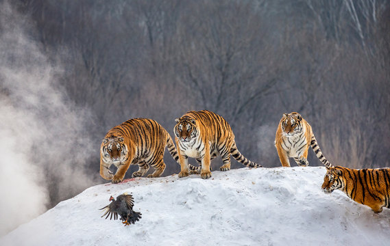 Several siberian tigers are standing on a snow-covered hill and catch prey. China. Harbin. Mudanjiang province. Hengdaohezi park. Siberian Tiger Park. Winter. Hard frost. (Panthera tgris altaica)