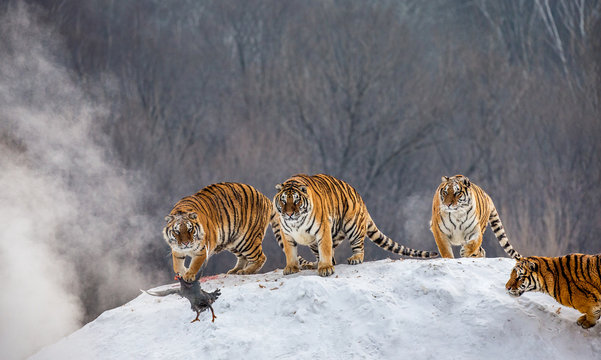 Several siberian tigers are standing on a snow-covered hill and catch prey. China. Harbin. Mudanjiang province. Hengdaohezi park. Siberian Tiger Park. Winter. Hard frost. (Panthera tgris altaica)
