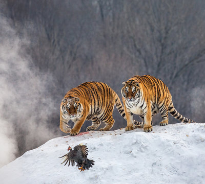 Several siberian tigers are standing on a snow-covered hill and catch prey. China. Harbin. Mudanjiang province. Hengdaohezi park. Siberian Tiger Park. Winter. Hard frost. (Panthera tgris altaica)