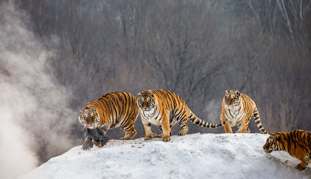 Several siberian tigers are standing on a snow-covered hill and catch prey. China. Harbin. Mudanjiang province. Hengdaohezi park. Siberian Tiger Park. Winter. Hard frost. (Panthera tgris altaica)
