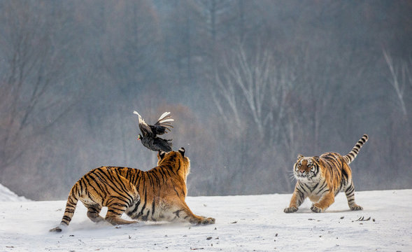 Siberian tigers in a snowy glade catch their prey. Very dynamic shot. China. Harbin. Mudanjiang province. Hengdaohezi park. Siberian Tiger Park. Winter. Hard frost. (Panthera tgris altaica)