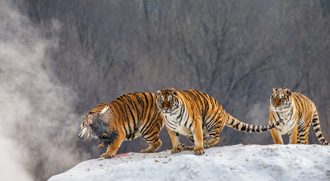 Several siberian tigers are standing on a snow-covered hill and catch prey. China. Harbin. Mudanjiang province. Hengdaohezi park. Siberian Tiger Park. Winter. Hard frost. (Panthera tgris altaica)
