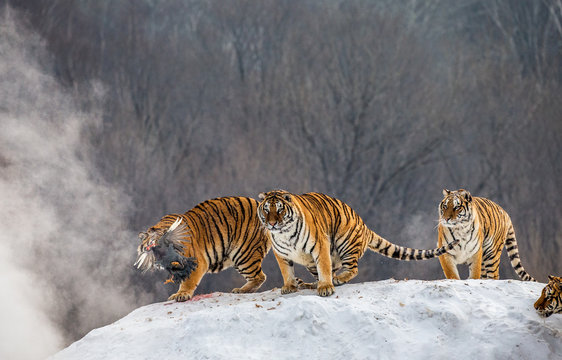 Several siberian tigers are standing on a snow-covered hill and catch prey. China. Harbin. Mudanjiang province. Hengdaohezi park. Siberian Tiger Park. Winter. Hard frost. (Panthera tgris altaica)