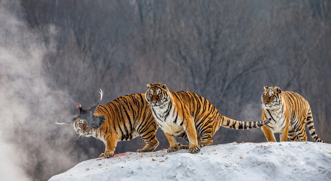 Several siberian tigers are standing on a snow-covered hill and catch prey. China. Harbin. Mudanjiang province. Hengdaohezi park. Siberian Tiger Park. Winter. Hard frost. (Panthera tgris altaica)