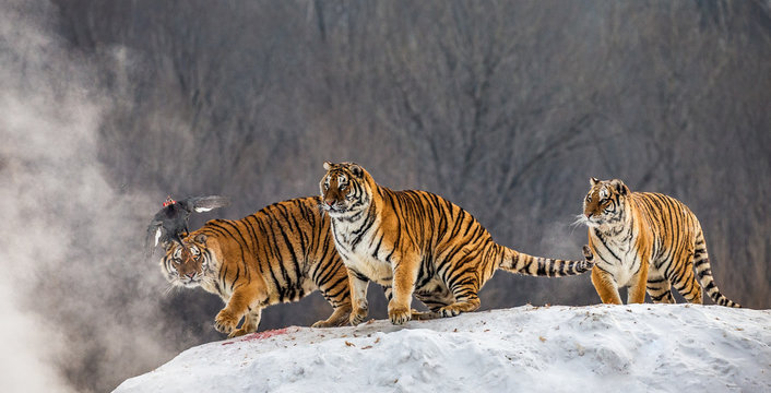 Several siberian tigers are standing on a snow-covered hill and catch prey. China. Harbin. Mudanjiang province. Hengdaohezi park. Siberian Tiger Park. Winter. Hard frost. (Panthera tgris altaica)