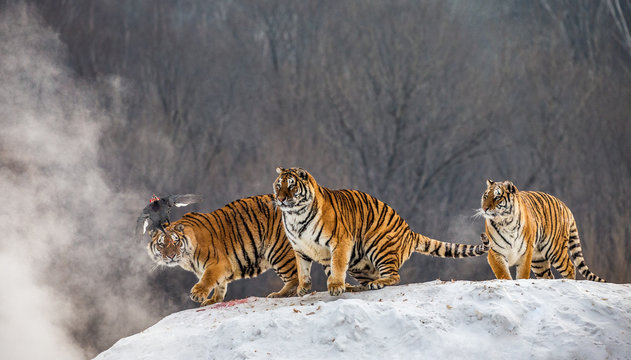 Several siberian tigers are standing on a snow-covered hill and catch prey. China. Harbin. Mudanjiang province. Hengdaohezi park. Siberian Tiger Park. Winter. Hard frost. (Panthera tgris altaica)