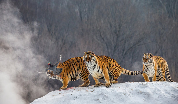Several siberian tigers are standing on a snow-covered hill and catch prey. China. Harbin. Mudanjiang province. Hengdaohezi park. Siberian Tiger Park. Winter. Hard frost. (Panthera tgris altaica)