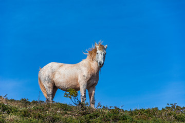 wild horse in the mountain
