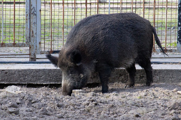 wild boar, also known as the wild swine