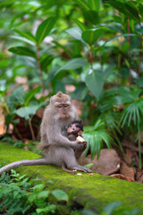 Naklejka na ściany i meble adult monkey with a baby in his arms, engaged in feeding