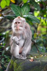 portrait of an adult macaque on a stone