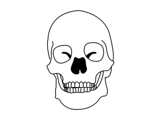 illustration of a skull