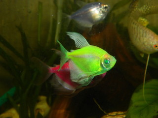 Aquarium fish