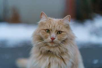 Portrait of the red cat at the city street at winter time