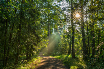 Fototapeta na wymiar Beautiful sunny morning in the forest