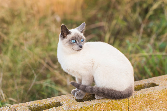 Pets and pedigree animals concept - Portrait of the siamese cat with blue eyes