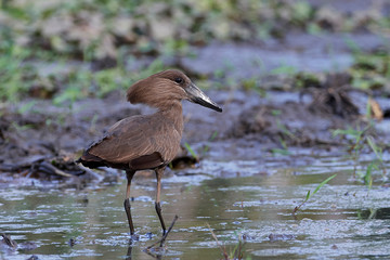 Hamerkop (Scopus umbretta)