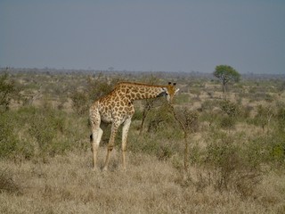 Giraffe im Krüger Nationalpark
