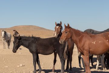 Obraz premium Wild Horses in the Utah Desert