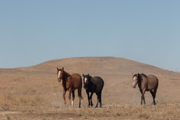Wild Horses in the Utah Desert