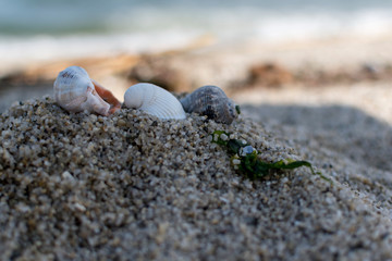 A seashell and rapanes in the sand near the seashore.