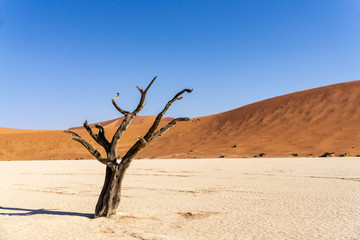 travel destination Deadvlei at the Namib Desert, orange sand dunes