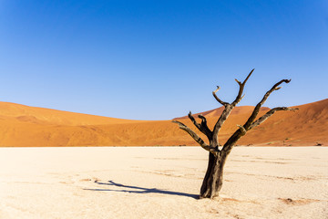 sand dunes and scorched dead tree shortly after sunrise in Deadvlei, Sossusvlei, Namibia
