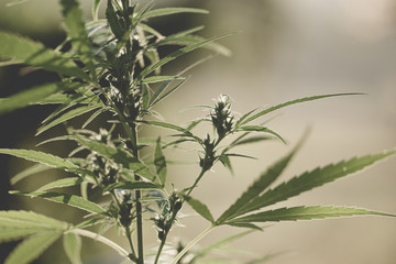 Marijuana flowering buds ( cannabis), hemp plant. Medical cannabis flowering plant.