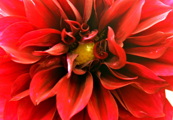dahlia red color flower closeup