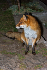 wild mountain fox