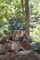a wild monkey family in nature