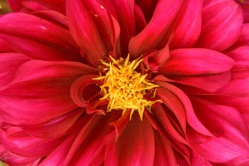 dahlia red color flower closeup