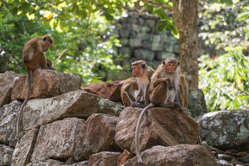 a wild monkey family in nature sitting on rocks